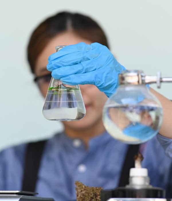 Researcher conducting scientific research in science lab. Herbal alternative medicine, cbd oil, pharmaceutical industry concept.